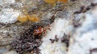 Claviger testaceus  Parasitic beetle on Lasius flavus yellow ant [upl. by Hsirehc623]