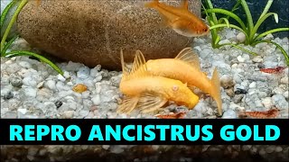 Repro Ancistrus Dolichopterus Gold L183 [upl. by Staal]