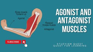 Agonist and Antagonist Muscles  Antagonistic Movements of Skeletal Muscles Antagonistic Muscles [upl. by Hannibal]