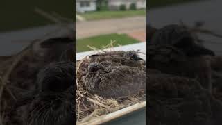 Two baby doves 🕊️💓 [upl. by Muscolo]