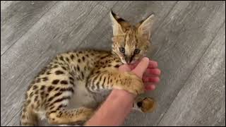 Serval Kitten Playing [upl. by Delanty]