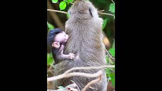 Very love baby monkey [upl. by Zelle]