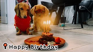 Sausage Dogs Birthday [upl. by Ozneral]