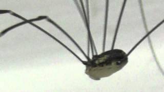 Its not a Spider  Its a Harvestman  very very long legs [upl. by Asor745]