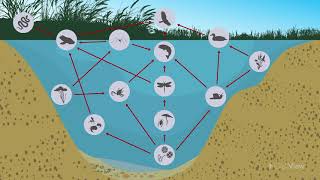 The Littoral Zone Food Chains and Food Webs [upl. by Howlond]