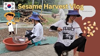 Vlog 147 Sesame Harvest Vlog [upl. by Ymerrej340]