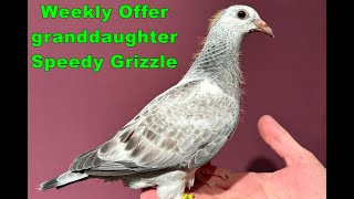 Week Offer granddaughter Speedy Grizzle SOLD [upl. by Adekahs]