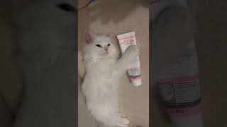 She loves his Kitten Pasta catvideos cat cutecat [upl. by Naegem]