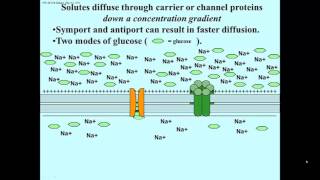 glucose transport vs symport [upl. by Caria247]