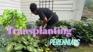 Transplanting perennials  backyard flowerbed  new garden  Welcome Home with Adrianne Michelle [upl. by Mezoff]