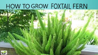 How to grow Foxtail Fern Plants are vital [upl. by Charlton]