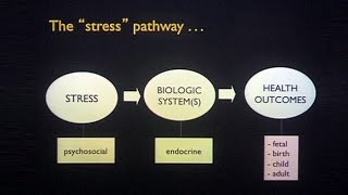 Transgenerational Effects of Maternal Stress and Nutrition [upl. by Ermin]