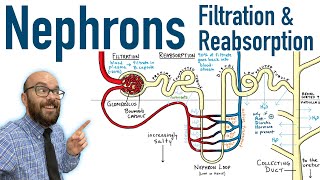 Nephrons  Filtration and Reabsorption Basics [upl. by Badger]