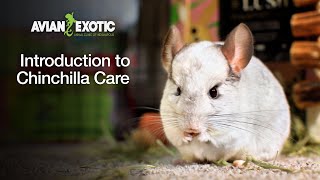 Introduction to Chinchilla Care [upl. by Lemon]