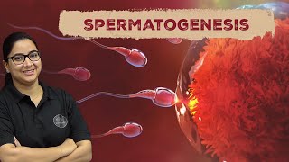 Understanding Spermatogenesis  Class 12 Biology  Xtramindz [upl. by Koziel]