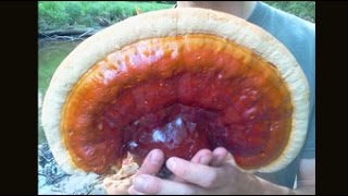 Harvesting Reishi Mushrooms in Vermont [upl. by Notsek824]