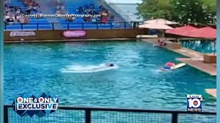 Dolphin attack trainer during show at Miami Seaquarium [upl. by Gabel]