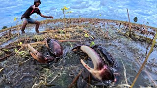 WOW  Farmer catch a lot of crab in the field after taking time off from farming [upl. by Nodnab]