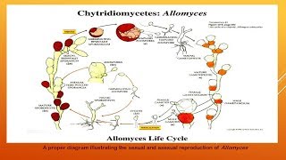 Chytridiomycetes [upl. by Iphigenia]