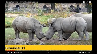 2 junge Nashörner beim Spielen Zoo Augsburg [upl. by Yejus]