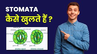 How Stomata Opens and Closes  Stomata kaise khulta hai  Plant Anatomy  Leaf Anatomy [upl. by Ramedlav647]