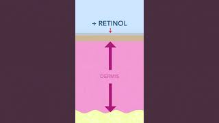 Does Retinol Thin the Skin  Yes and No [upl. by Eigriv490]