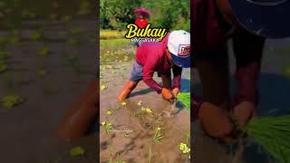 Buhay magsasaka apayao food province [upl. by Jedlicka]