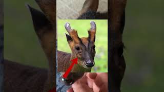 Muntjac Deer Fascinating Facts and Behaviors [upl. by Jarv]