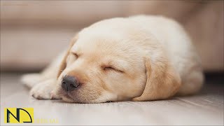 20 HOURS of Deep Sleep Dog Anti Separation Anxiety Music🐶🎵Dog Calming Relaxation Music💖 NadanMusic [upl. by Nosnah]