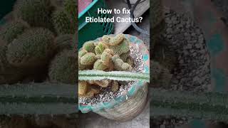 How to fix Etiolated Cactus [upl. by Noemis]