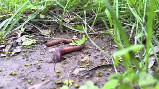 Nature Earthworm digging a hole 8x speed [upl. by Nelak963]