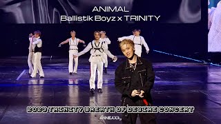 Ballistik Boyz x TRINITY  Animal  TRINITY BREATH OF DESIRE CONCERT 17Sep23 [upl. by Hsilgne]