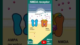 NMDA receptors  ionotropic receptors  NMDA receptor and memory  1 minute neuroscience  USMLE [upl. by Shafer]