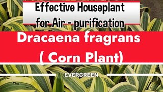 Dracaena fragrans Corn Plant Cornstalk dracaena Dragon tree [upl. by Branen]