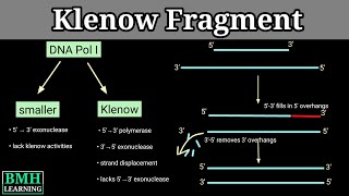 Klenow Fragment  How Klenow Fragment Is Formed [upl. by Amin499]