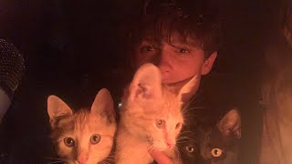 ASMR with my cats [upl. by Leira]