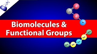 Biomolecules and Functional Groups [upl. by Hcir]