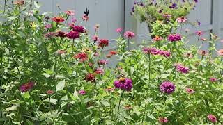 Butterflies and Zinnias Garden [upl. by Clarine]