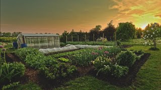 May 2024 Cold and hot Birdsong beans lettuce pea onion garlic [upl. by Doughman390]