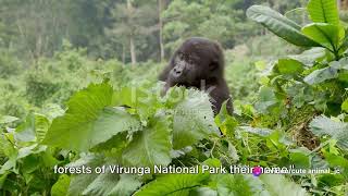 The Majestic Mountain Gorillas of Congos Virunga National Park [upl. by Oiragelo287]