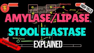 Amylase Lipase Stool elastase Pancreatic enzymes Explained [upl. by Patnode]