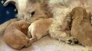 Lily’s 1 week old Schnoodle puppies [upl. by Nylzaj708]