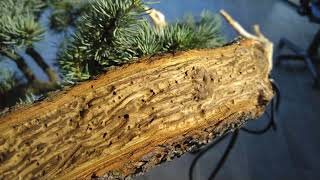 Bonsai cedrus atlantica glauca au studio botanico [upl. by Mendez]