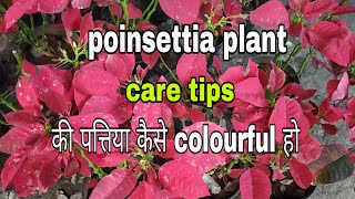 How do leaves of Poinsettia winter plant turn redpink how to care poinsettia plant Hindi Urdu [upl. by Ehgit970]