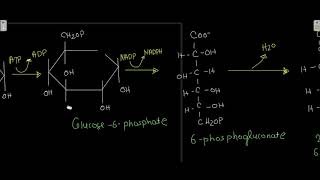 Enner Doudoroff pathway [upl. by Nalniuq627]