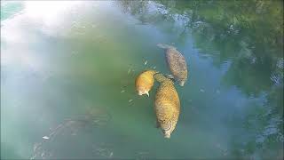 A mom and her calf in nice afternoon light at Homosassa Springs [upl. by Nekciv72]