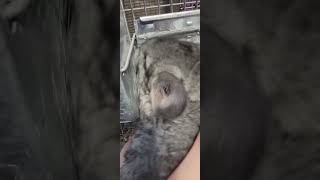 chinchilla baby crying sounds noises [upl. by Jeff264]