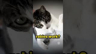 Cat rabies dogs [upl. by Clotilde244]