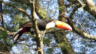 Toco Toucan in the wild  Tucan grande  Tucanuçu  Reuzentoekan  Ramphastos toco [upl. by Dave924]