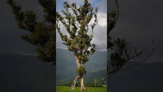 100foot walking tree in New Zealand wins tree of the year NewZealand walkingtree awards [upl. by Yrtsed]